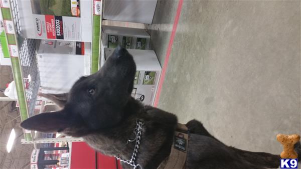 Dutch Shepherd dog